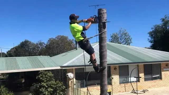 Perth Palm Tree Loppers 🌴