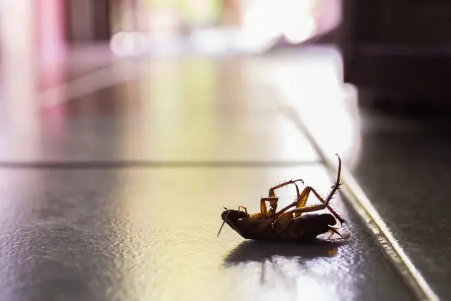 Pest Control Australia Brisbane South cover