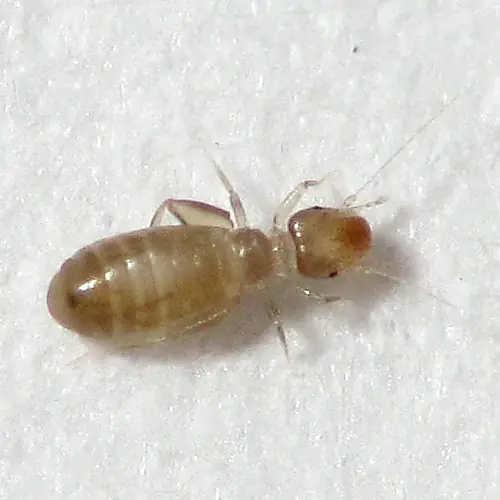 Pest Nett cover