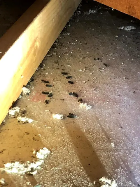 Pests Out WA cover