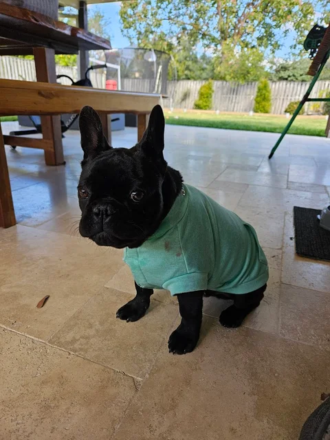 Pet Safe Pest Management & Termite Solutions