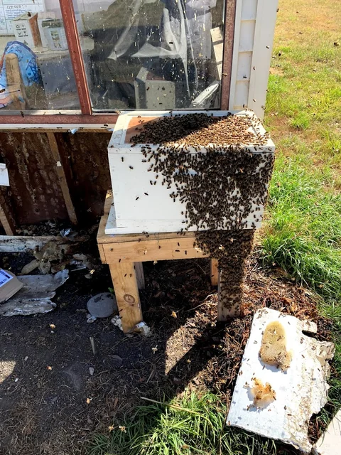 Platinum Pest Control