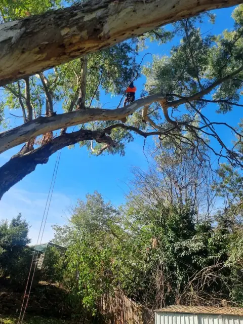 Plumb Trees cover