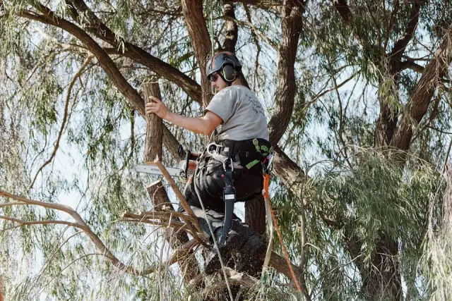 Point Lonsdale Tree Services