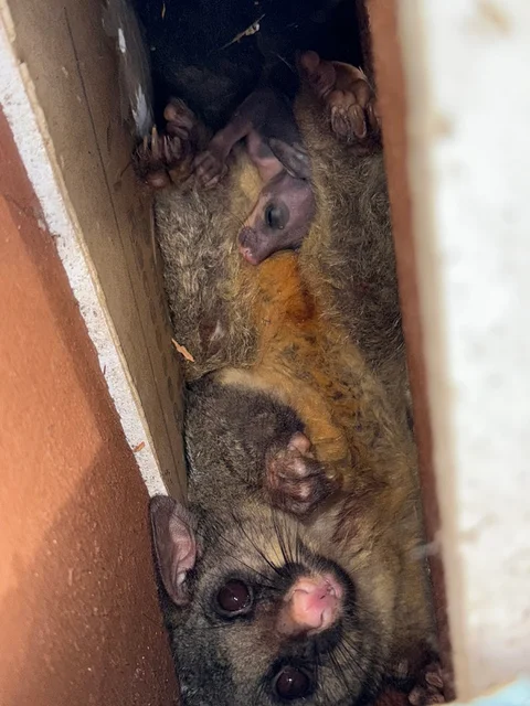 POSSUM PRO