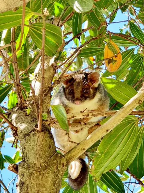Possum Ranger