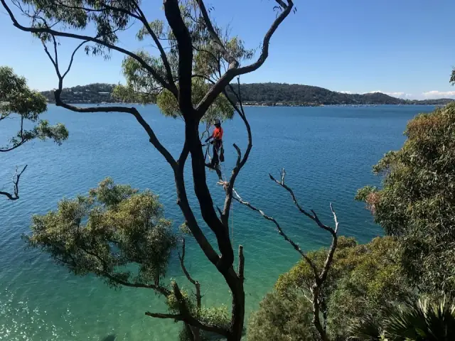 Precision Tree Services