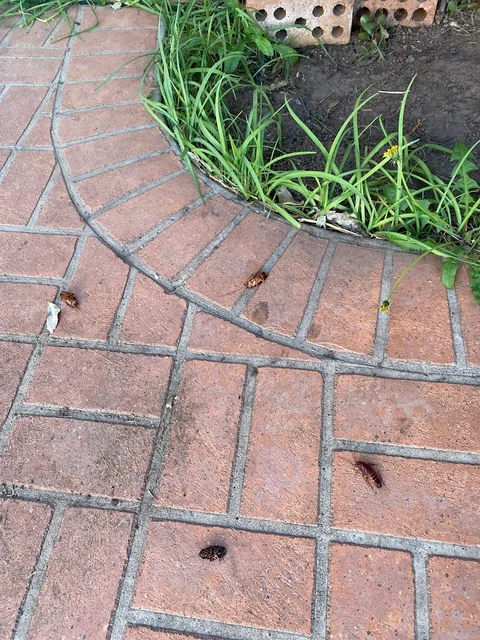Priority Pest & Termite Control