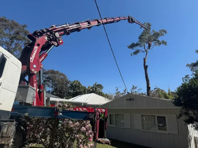 Pro Climbing Tree Services cover
