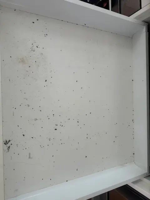 Pro Pest Control Brisbane cover