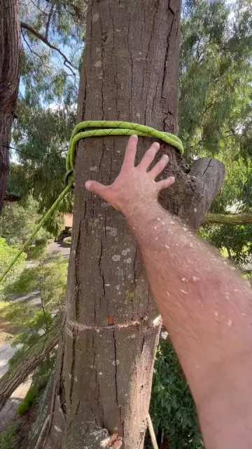 Proper Tree Care cover