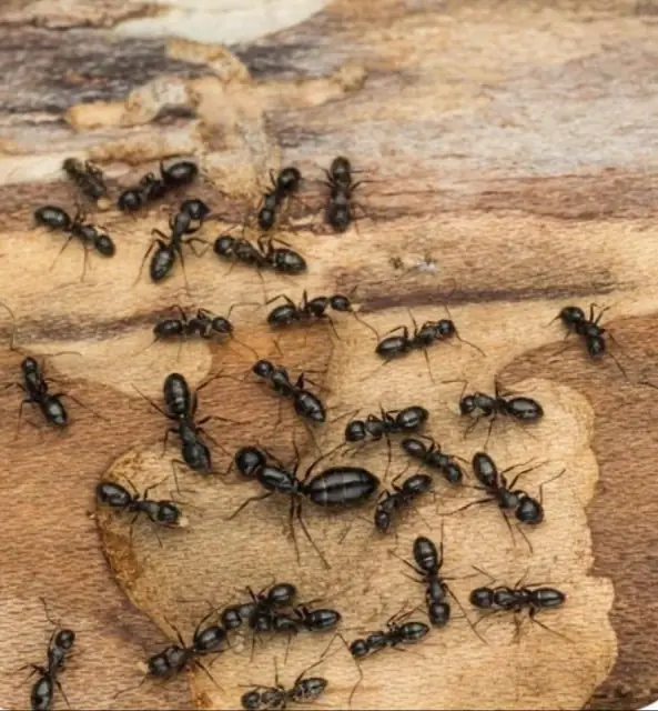 Protec Pest Control Adelaide