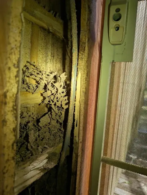 Proterm Termite & Pest Specialist - South Burnett cover