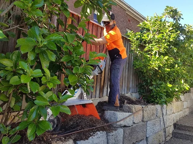 Pullup Stumps Stump Grinding cover