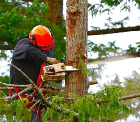 Quakers Hill Tree Services & Removals cover