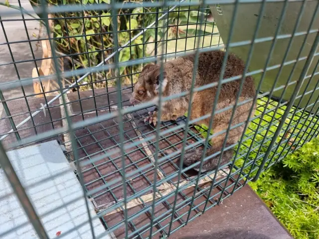 Quality Pest Control and Maintenance cover