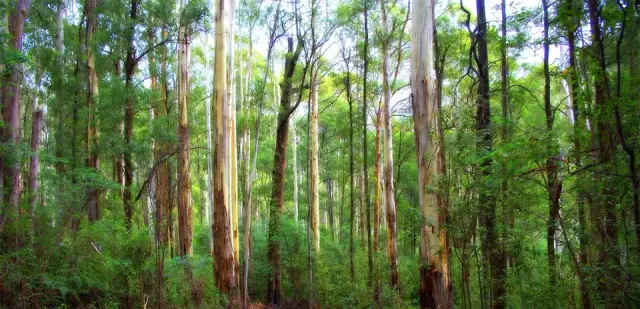 Ranges Tree Service