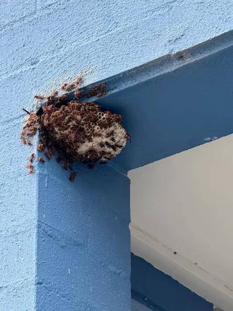 RAP Pest Control Plumpton cover
