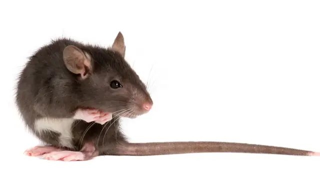 RDS Pest Control cover