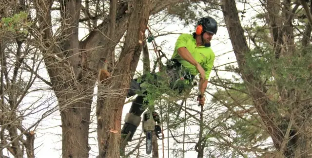 Redback Tree Services Bayside cover