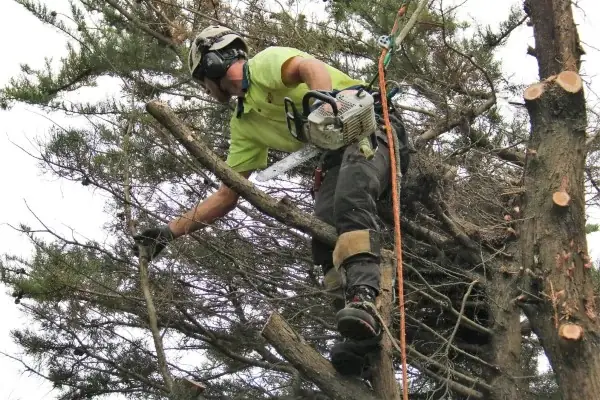 Redback Tree Services Greensborough cover