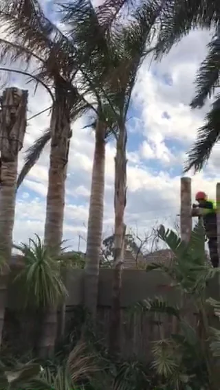 Redback Tree Services cover