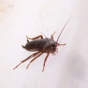Redbug Pest Control cover