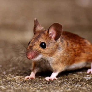 Redbug Pest Control