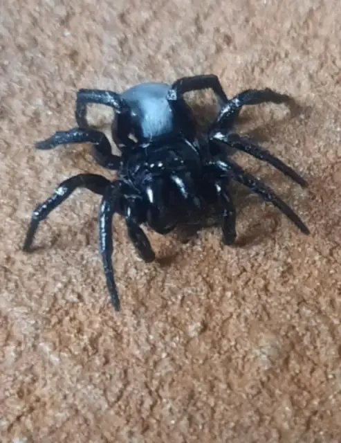 Redbug Pest Control cover