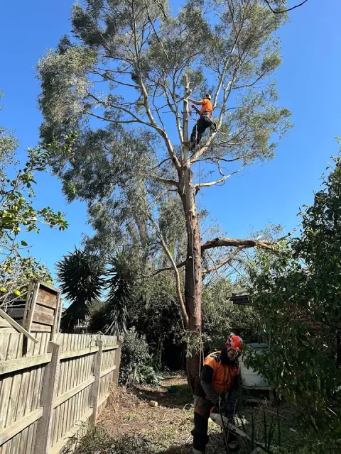 RedGum Tree Specialist Pty Ltd