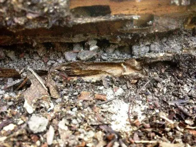 Redlands Pest Control cover