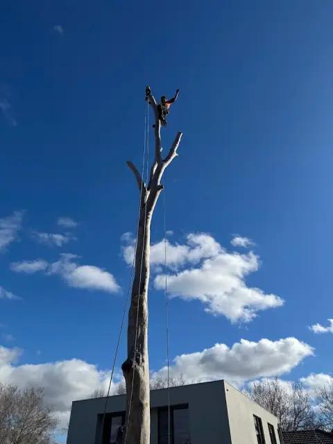 Richmond Tree Specialists