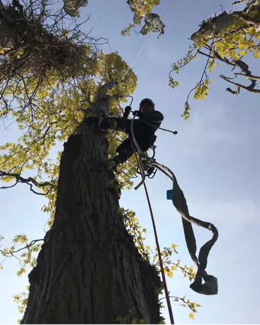 Richmond Tree Specialists cover