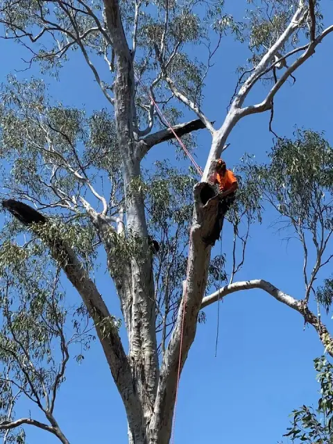 Robbos Tree & Stump Removal