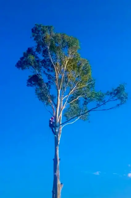 Robert Mank Tree Care Services cover