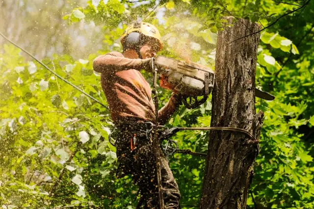 Robert Mank Tree Care Services