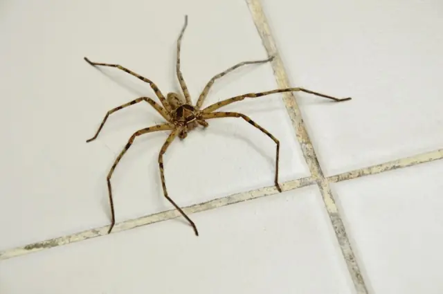 RodX Pest Control