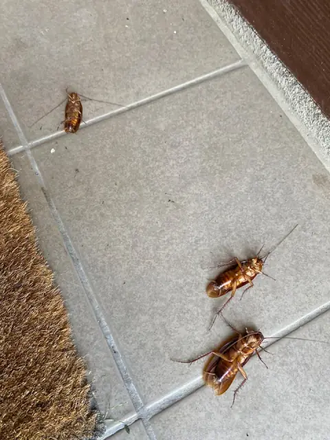 RPM PEST CONTROL cover