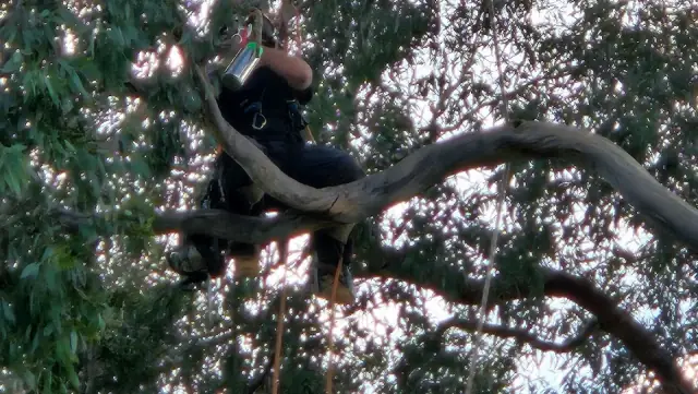 SA Tree and Garden Services