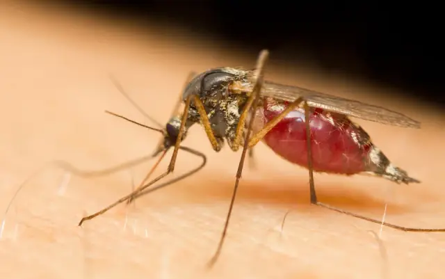 Safe House Pest Control, Gold Coast & Tweed cover