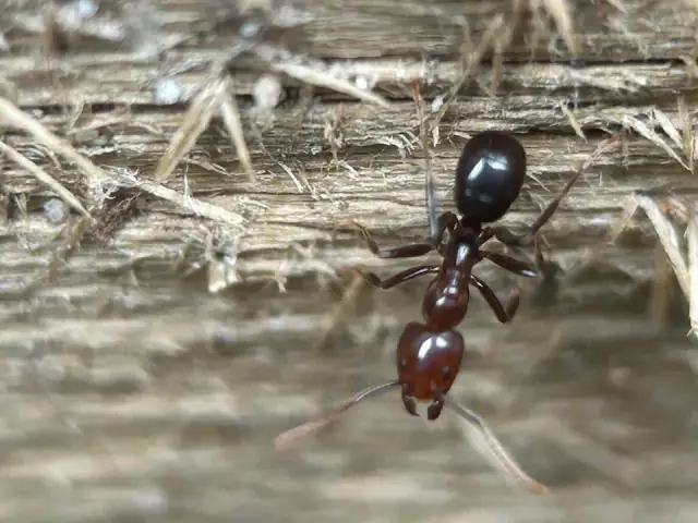 Safe Pest Control Sydney cover