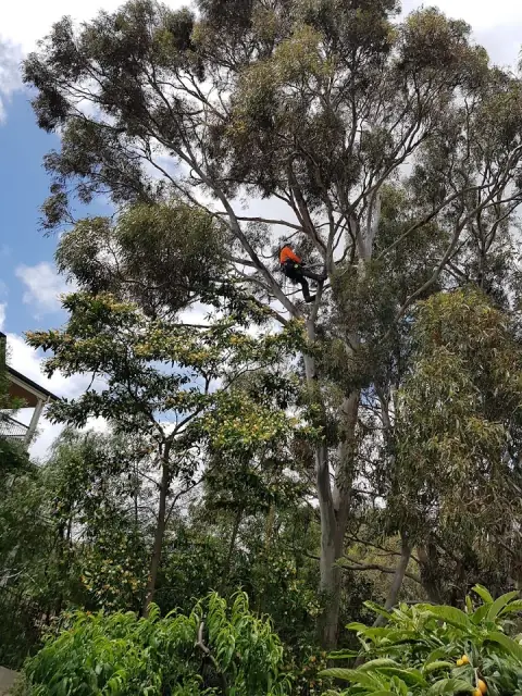 Saladin Tree Solutions cover