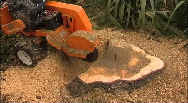 Same Day Tree Works cover