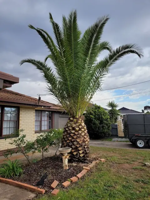 Sean Harper tree and stump removal cover