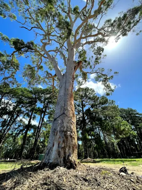 Seascape Vegetation Tree Services