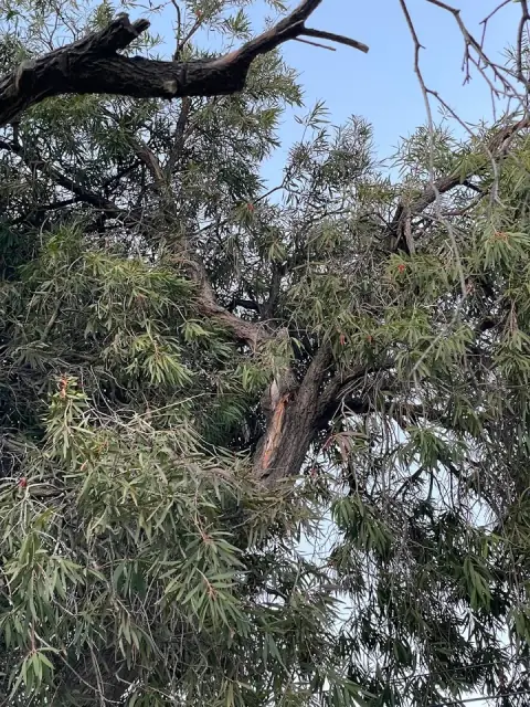 Seaview Tree Service cover