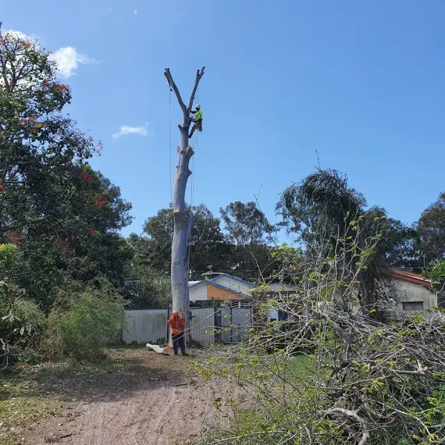 SEQ Tree Lopping