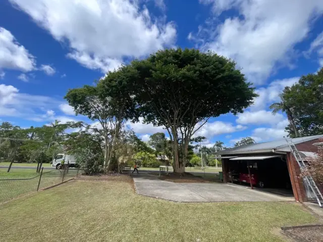 SEQ Tree Lopping