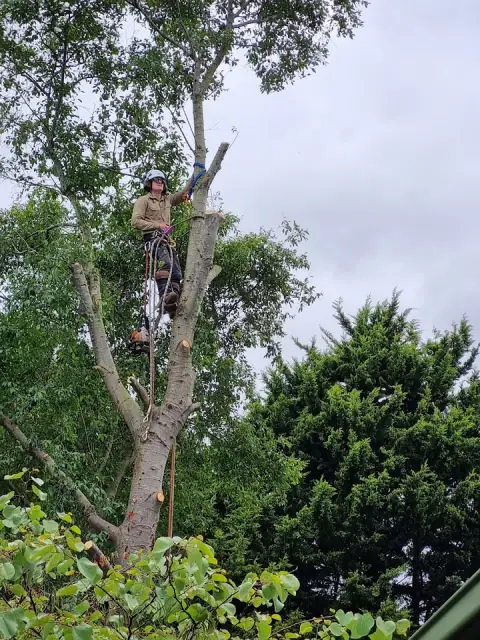 Shane Dawson's Tree & Stump Removal