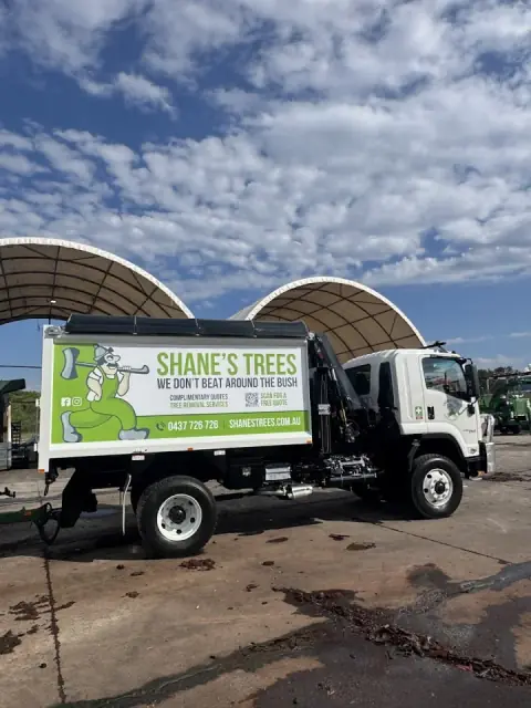 Shane's Trees